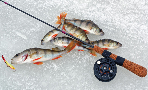 Чем прикармливать окуня на зимней рыбалке