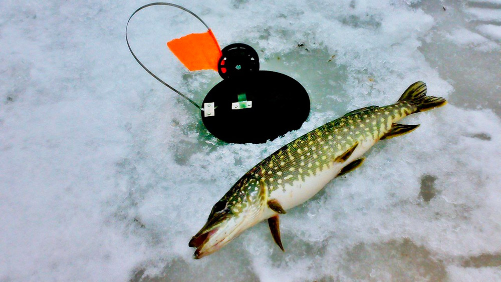 Ловля щуки на жерлицы по последнему льду 2022 - Статьи о рыбалке