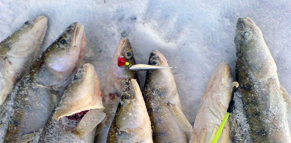 Фото судака на льду: галерея изображений рыбалки на замерзшем водоеме