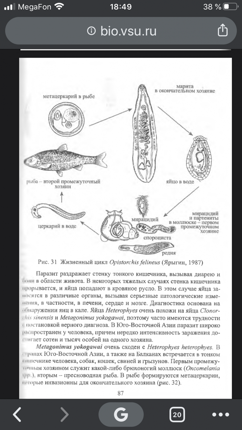 Описторхоз: Курилка | Симптомы и лечение | Форум рыбаков