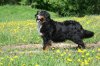 berner-sennenhund-63paylina9.jpg