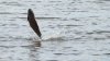 great-blue-heron-sighting-at-cootes-paradise--L-DoWrF1.jpeg