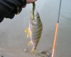 Reins Rockvibe Shad 2.JPG