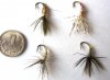 Tenkara spiders-.JPG