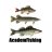 AcademFishing