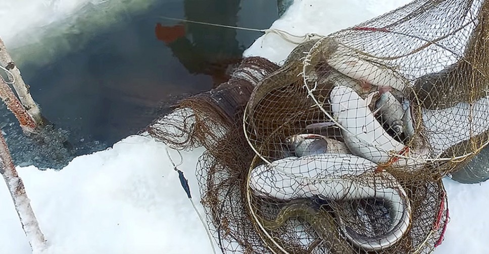 Секреты рыболовства: как ловят рыбу на видео