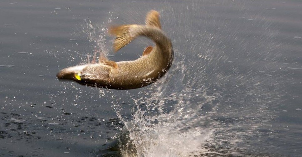 Рыбка выпрыгивает из воды картинка